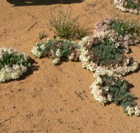 Coorow Wreath Flowers - Schoolies Week Accommodation