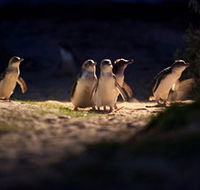 Phillip Island Nature Parks - Schoolies Week Accommodation