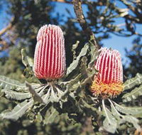 Coorow Wildflower Drive - Schoolies Week Accommodation