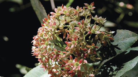 Wollemi National Park - Schoolies Week Accommodation 1