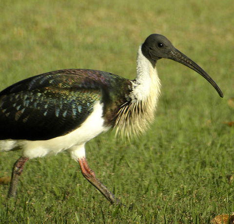 Toowoomba Water Bird Habitat - Schoolies Week Accommodation 0