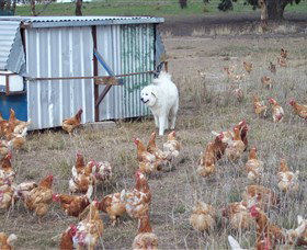 Northside Farmers Market - Schoolies Week Accommodation 1