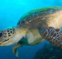 Byron Bay Dive Centre - Schoolies Week Accommodation