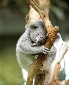 VIP Aussie Gold - Schoolies Week Accommodation 1