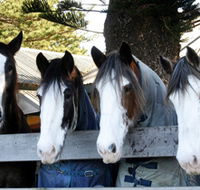 Victor Harbor Horse Drawn Tramway - Schoolies Week Accommodation