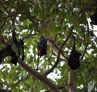 Manngarre Rainforest Walk - Schoolies Week Accommodation