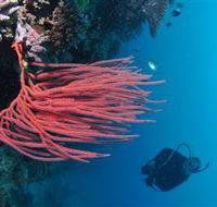 Eddy Reef Dive Site - Schoolies Week Accommodation
