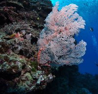 Barracuda Bommie Dive Site - Schoolies Week Accommodation
