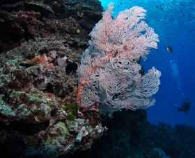 Barracuda Bommie Dive Site - Schoolies Week Accommodation 0