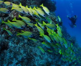 Barracuda Bommie Dive Site - Schoolies Week Accommodation 2