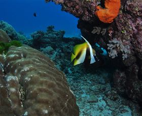 Barracuda Bommie Dive Site - Schoolies Week Accommodation 3