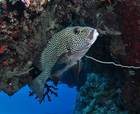 Barracuda Bommie Dive Site - Schoolies Week Accommodation 1