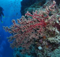 Nursery Bommie Dive Site - Schoolies Week Accommodation