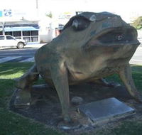 Big Cane Toad - Schoolies Week Accommodation