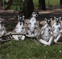 Savannah Visitor Plaza Taronga Western Plains Zoo Dubbo - Schoolies Week Accommodation