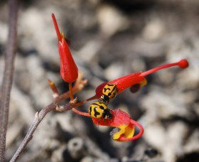  Schoolies Week Accommodation