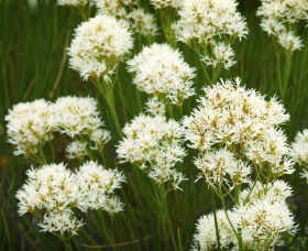 Fitzgerald Biosphere - Schoolies Week Accommodation 2