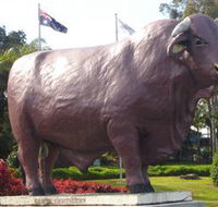Rockhampton Bull Statues - Schoolies Week Accommodation