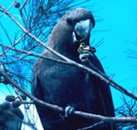 Mount Archer National Park - Schoolies Week Accommodation
