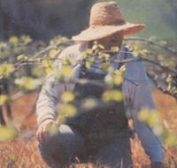 Canobolas Smith Winery - Schoolies Week Accommodation