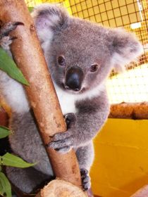  Schoolies Week Accommodation