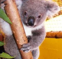 Cooberrie Park Wildlife Sanctuary - Schoolies Week Accommodation