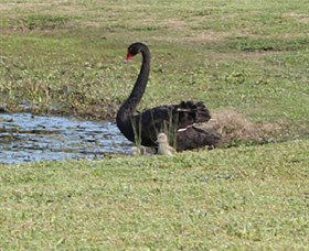 Wonga Wetlands - Schoolies Week Accommodation 6