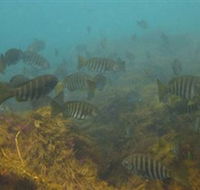 Bunurong Marine and Coastal Park - Schoolies Week Accommodation