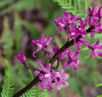 Cassinia walking track - Schoolies Week Accommodation