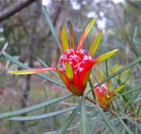 Glenbrook Native Plant Reserve and Nursery - Schoolies Week Accommodation