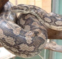 Armadale Reptile Centre - Schoolies Week Accommodation