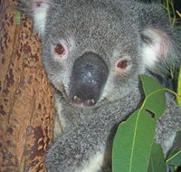 Hunter Valley Zoo - Schoolies Week Accommodation