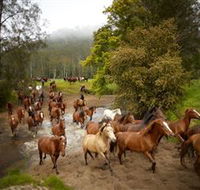 Glenworth Valley Horse Riding - Schoolies Week Accommodation