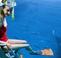 Roy Rufus Artificial Reef Dive Site - Schoolies Week Accommodation