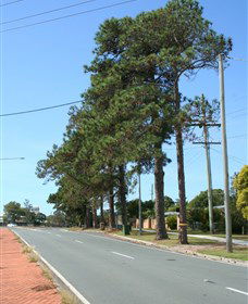 Anzac Memorial Avenue, Redcliffe - Schoolies Week Accommodation 1