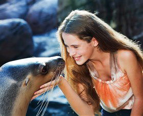 Sea Life Sunshine Coast - Schoolies Week Accommodation 1