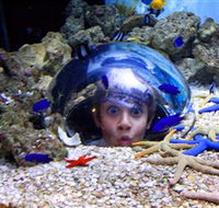 Sea Life Sunshine Coast - Schoolies Week Accommodation