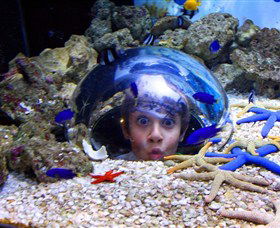 Sea Life Sunshine Coast - Schoolies Week Accommodation 0