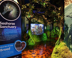 Sea Life Sunshine Coast - Schoolies Week Accommodation 3
