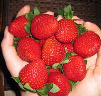 The Strawberry Farm - Schoolies Week Accommodation