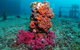 HMAS Brisbane Dive Site - thumb 0