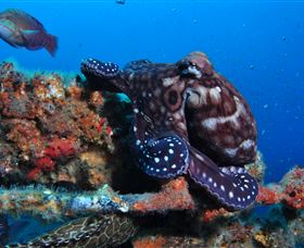 HMAS Brisbane Dive Site - Schoolies Week Accommodation 2