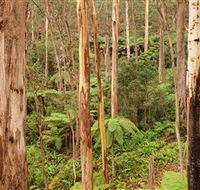 Cycle Mogo State Forest - Schoolies Week Accommodation