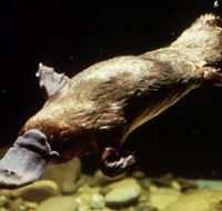 Platypus Pool - Schoolies Week Accommodation