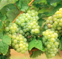 Red Tail Wines - Schoolies Week Accommodation