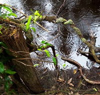 Mogo Bushwalk - Schoolies Week Accommodation