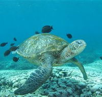 Flinders Reef Dive Site - Schoolies Week Accommodation