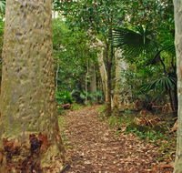 Depot Beach Rainforest walk - Schoolies Week Accommodation