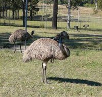 Glen Ian Ostrich and Emu Farm - Schoolies Week Accommodation