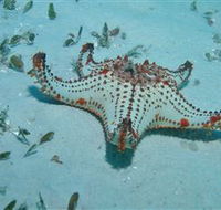 The Pines Dive Site - Schoolies Week Accommodation